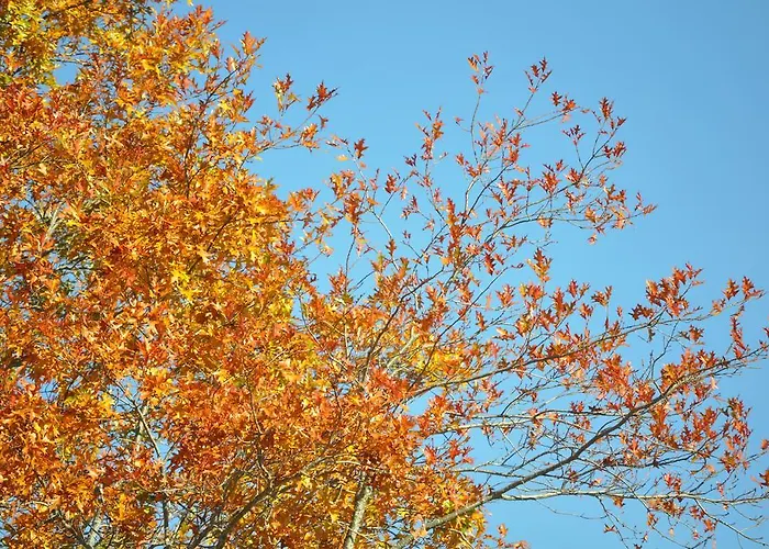 Дом отдыха Casa Do Alto